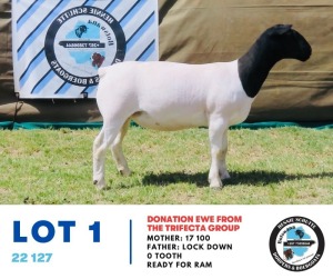 LOT 1 1X Dorper Ewe 22 127 TRIFECTA GROUP 101