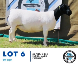 LOT 6 1X Dorper Ewe 19 139 Hennie Schutte 106