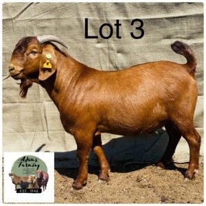 LOT 3 1X Kalahari Red Buck V22-20 Norman Adarms 103