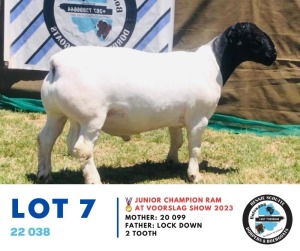 WITHDRAWN - LOT 7 1X Dorper Ram 22 038 Hennie Schutte 107