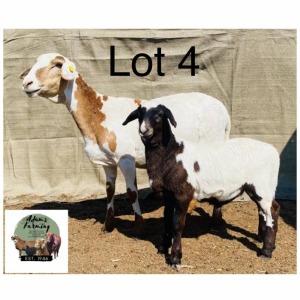 LOT 4 1+1X Meatmaster Ewe & Lamb Norman Adarms 104