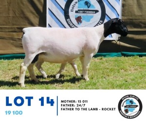 1+1X Dorper Ewe & Lamb 19 100 Hennie Schutte 114