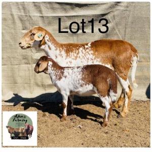 1+1X Meatmaster Ewe & Lamb Norman Adarms 113