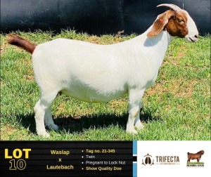 1X Boer Goat Doe 21-345 BUSHRA STUD 110