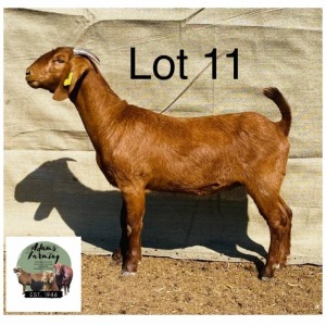 1X Kalahari Red Doe V22-33 Norman Adarms 111