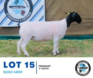 WITHDRAWN - 1+1X Dorper Ewe & Lamb Hennie Schutte 115