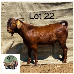 1X Kalahari Red Buck V22-61 Norman Adarms 122