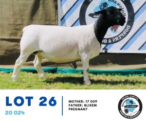 1X Dorper Ewe 20 024 Hennie Schutte 126