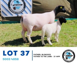 1+1X Dorper Ewe & Lamb Hennie Schutte 137