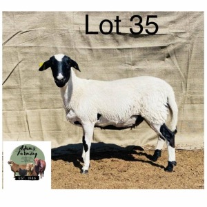 1X Meatmaster Ewe Norman Adarms 135