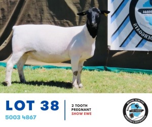 1X Dorper Ewe Hennie Schutte 138