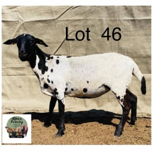 1X Meatmaster Ewe Norman Adarms 146