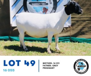 1X Dorper Ewe 16 055 Hennie Schutte 149