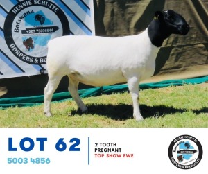 1X Dorper Ewe Hennie Schutte 162