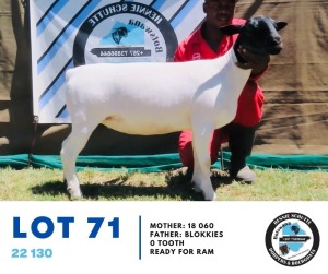 1X Dorper Ewe 22 130 Hennie Schutte 171