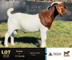 1X Boer Goat Buck 22-241 BUSHRA STUD 166