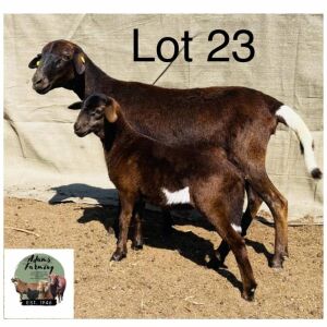 1+1X Meatmaster Ewe & Lamb Norman Adarms 123