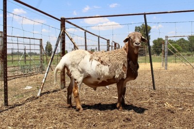 LOT 52 1X MEATMASTER RAM OLIVE BRANCH MEATMASTERS