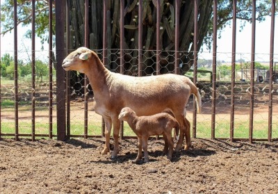 LOT 72 1+1X MEATMASTER OOI/EWE OLIVEBRANCH MEATMASTERS