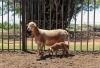 LOT 72 1+1X MEATMASTER OOI/EWE OLIVEBRANCH MEATMASTERS - 2