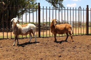 LOT 66 1X MEATMASTER OOI/EWE OLIVEBRANCH MEATMASTERS 