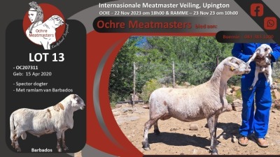 LOT 13 1+1X MEATMASTER OOI/EWE OCHRE MEATMASTERS