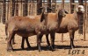 LOT 4 3X MEATMASTER OOI/EWE DIE BULT MEATMASTERS (Pay per Animal) - 2