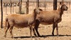 LOT 24 2X MEATMASTER OOI/EWE DIE BULT MEATMASTERS (Pay per Animal)