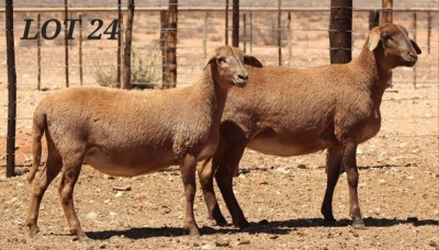 LOT 24 2X MEATMASTER OOI/EWE DIE BULT MEATMASTERS (Pay per Animal)