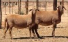 LOT 24 2X MEATMASTER OOI/EWE DIE BULT MEATMASTERS (Pay per Animal) - 2