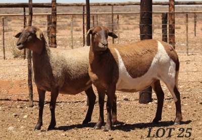 LOT 25 2X MEATMASTER OOI/EWE DIE BULT MEATMASTERS (Pay per Animal)