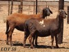 LOT 58 2X MEATMASTER OOI/EWE DIE BULT MEATMASTERS (Pay per Animal) - 2