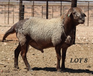 LOT 8 1X MEATMASTER RAM DIE BULT MEATMASTERS