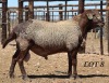 LOT 8 1X MEATMASTER RAM DIE BULT MEATMASTERS - 2