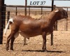 LOT 37 1X MEATMASTER RAM DIE BULT MEATMASTERS - 2