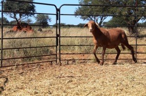 1X OOI/EWE Thaba Meatmasters - Chris Barkhuizen - 076 8506726 (Highest Bidder may choose A, B or C of Lot round or take all - Pay per piece. Choice once per Lot round, Rest to take all)