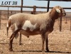 WITHDRAWN - LOT 38 1X MEATMASTER RAM DIE BULT MEATMASTERS