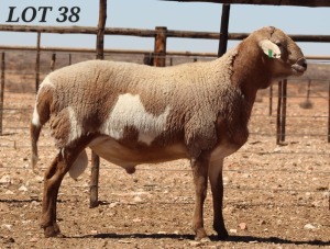 WITHDRAWN - LOT 38 1X MEATMASTER RAM DIE BULT MEATMASTERS