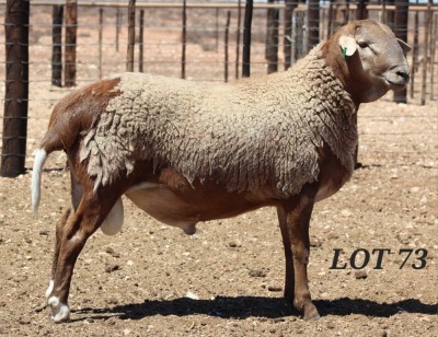 LOT 73 1X MEATMASTER RAM DIE BULT MEATMASTERS