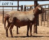 LOT 74 1X MEATMASTER RAM DIE BULT MEATMASTERS