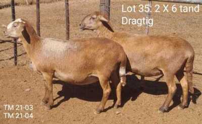 LOT 35 2X MEATMASTER OOI/EWE THERONJE MEATMASTERS (Pay per Animal)