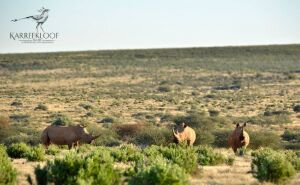 2024 WINTERSHOEK BILTONG HUNT, KARREEKLOOF, STRYDENBURG NORTHERN CAPE