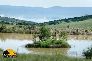 2 DAYS (3 NIGHTS) WATERVALE SAFARI HUNT: NHLAMVINI PRIVATE GAME RESERVE, KZN