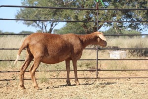 1X OOI/EWE Thaba Meatmasters - Chris Barkhuizen - 076 8506726