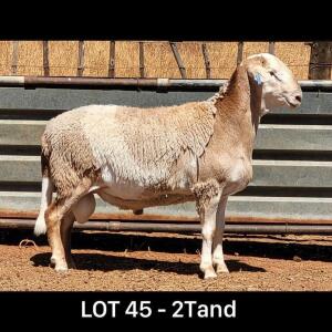 LOT 45 1X MEATMASTER RAM DRIEKOP MEATMASTERS