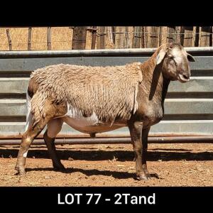 WITHDRAWN - LOT 77 1X MEATMASTER RAM DRIEKOP MEATMASTERS