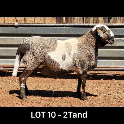 LOT 10 1X MEATMASTER RAM DRIEKOP MEATMASTERS