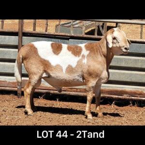 WITHDRAWN - LOT 44 1X MEATMASTER RAM DRIEKOP MEATMASTERS