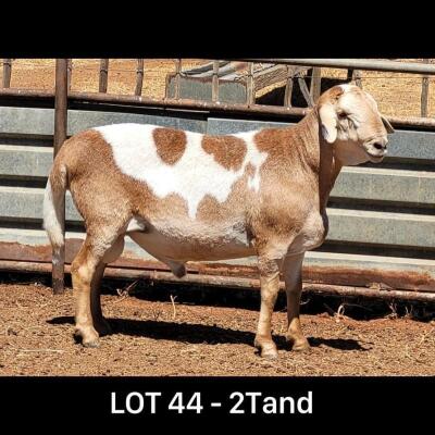 WITHDRAWN - LOT 44 1X MEATMASTER RAM DRIEKOP MEATMASTERS