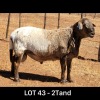 LOT 43 1X MEATMASTER RAM DRIEKOP MEATMASTERS